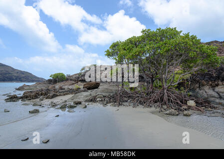 Mangrove trees on Frangipani Beach by Cape York, Australia Stock Photo