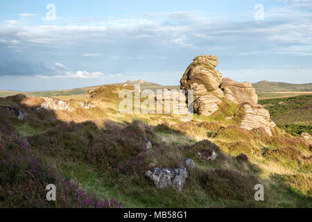Late evening light on Honeybag tor Dartmoor national park Devon Uk Stock Photo