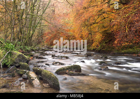 The River barle near Tarr steps in autumn Exmoor Somerset Uk Stock Photo