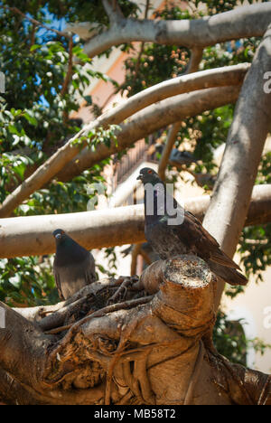 A pair of pigeons perched on a tree in Parque Las Palomas (San Juan, Puerto Rico) Stock Photo