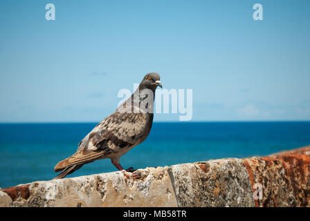 A rock dove perched on the walls of Castillo San Felipe del Morro in San Juan, Puerto Rico Stock Photo