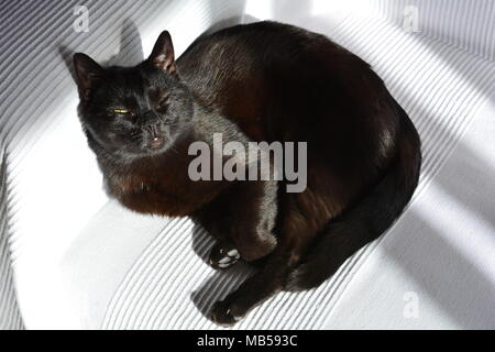Black cat basking in the sun on a white sofa Stock Photo