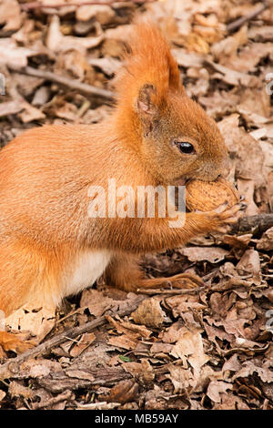 the red squirrel on the ground eats a walnut Stock Photo