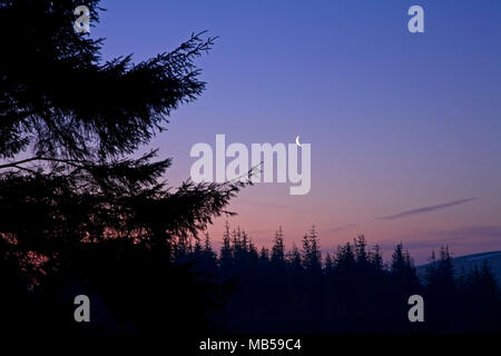 Cescent moon over trees in the Clwydian Forest, North Wales Stock Photo