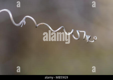 dry cucumber curly tendril isolated on blurry background Stock Photo