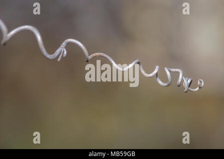 dry cucumber curly tendril isolated on blurry background Stock Photo