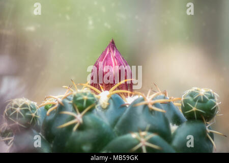 Coryphantha cactus pink bud again blurry backgroung Stock Photo