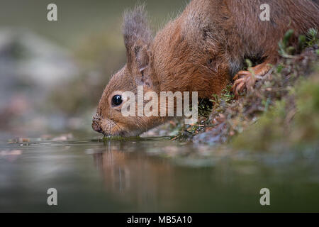 A very close up image from a low level of a red squirrel drinking from a pool with a slight reflection in the water Stock Photo