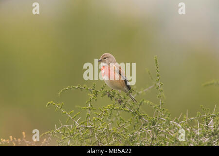 Linnet (Carduelis cannabina) male perched in Asparagus officinalis. Stock Photo