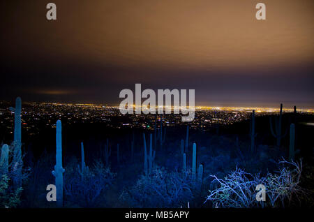 The Tucson skyline at night includes ghostly looking saguaro cactus when photographed from Mount Lemmon. Stock Photo