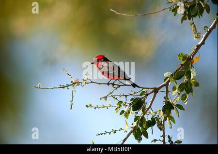 Vermilion Flycatcher (Pyrocephalus rubinus) male perched in a tree, Jocotopec, Jalisco, Mexico Stock Photo