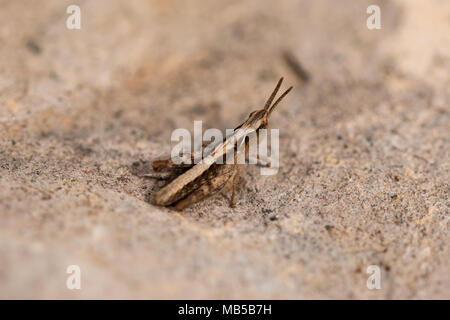 tiny grasshopper on rock surface. close up macro Stock Photo