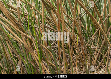 Bamboo Pick Up Sticks growing thick in forest Stock Photo