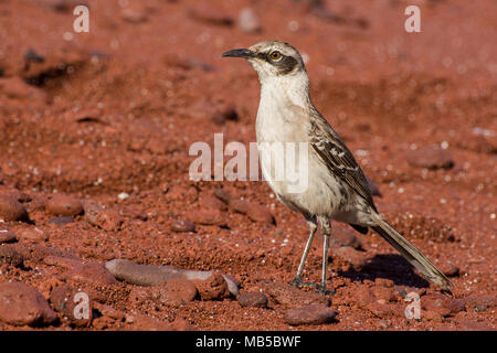 A Galapagos mocking bird (Mimus parvulus personatus) on Rabida island, standing tall on the red volcanic sand. Stock Photo