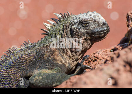 Subspecies of the galapagos marine iguana (Amblyrhynchus cristatus wikelskii), this subspecies is considered endangered and is found on Rabida island. Stock Photo