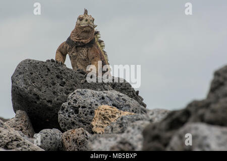 A male marine iguana (Amblyrhynchus cristatus) overlooking his territory from a high vantage point.  If another male shows up he will defend the area. Stock Photo