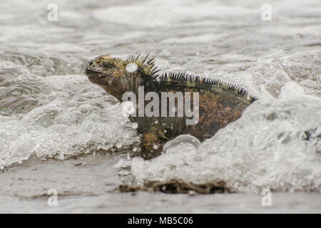 Marine iguana emerging from the ocean after feeding, the waves crash over it but its not bothered as they're comfortable in both water and land. Stock Photo