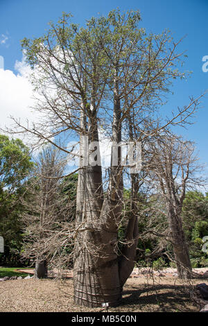 Baobab tree growing in botanic garden under a blue sky in Darwin, Australia Stock Photo