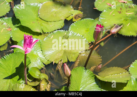 Double winged dragonfly on flowering water lily in pond in Darwin, Australia Stock Photo