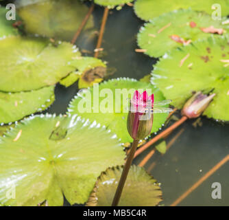 Double winged dragonfly on flowering water lily in pond in Darwin, Australia Stock Photo