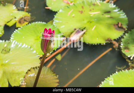 Double winged dragonfly on flowering water lily in pond in Darwin, Australia Stock Photo