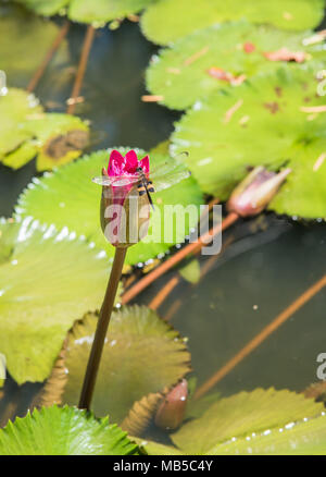 Double winged dragonfly on flowering water lily in pond in Darwin, Australia Stock Photo