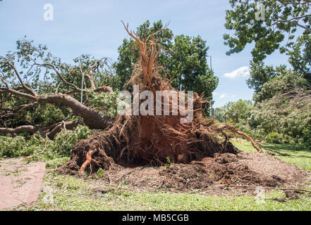 Underside of massive tree uprooted by park footpath from Cyclone Marcus in March 2018 in Darwin, Australia Stock Photo