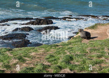 Fur seal on the cliff, Katiki Point Reserve, Moeraki, New Zealand Stock Photo