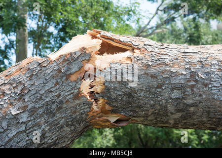 Closeup of fallen tree with cracked tree trunk after Cyclone Marcus in Darwin, Australia Stock Photo