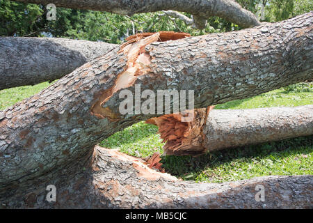 Closeup of fallen tree with cracked tree trunk after Cyclone Marcus in Darwin, Australia Stock Photo