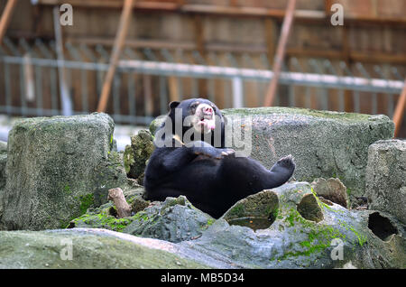 Sun bear relaxing on hot day Stock Photo