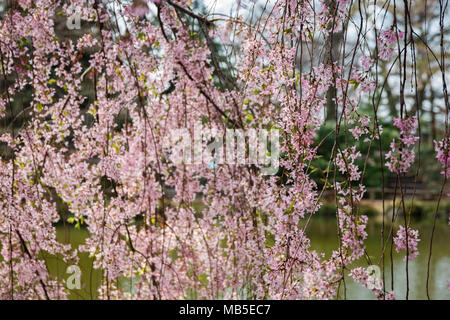 Cherry blossom season in Brooklyn Botanic Garden, with a Japanese them and apparently the largest collection of cheery blossom trees outside of Japan, Stock Photo