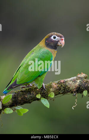 Brown-hooded Parrot - Pyrilia haematotis, beatiful colorful parrot from Central America forest Costa Rica.