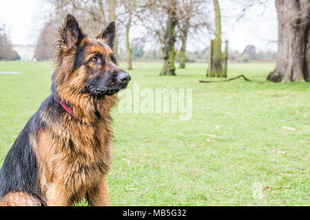 Zeus the German Shepherd Stock Photo