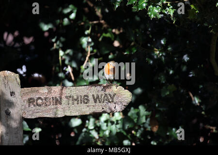 Robin on old signpost with spoof words Stock Photo
