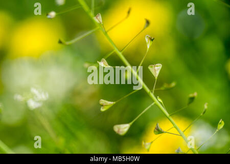 Close up of heart shape pods of Shepherd's purse, Capsella bursa-pastoris Stock Photo