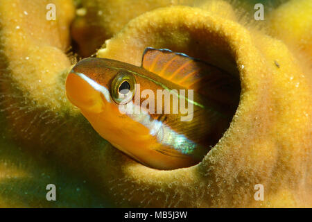 Bluestriped fangblenny or Tube-worm blenny (Plagiotremus rhinorhynchos), Maldives, Indian ocean, Asia Stock Photo