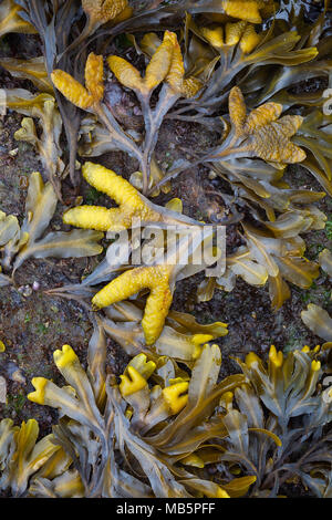 Kelp, Ruby Beach, Washington State Stock Photo