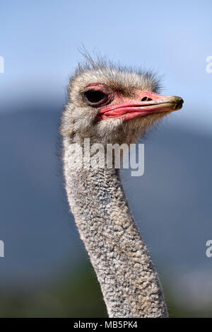 Ostrich Stock Photo