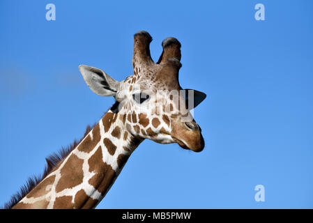 Baringo Giraffe Stock Photo