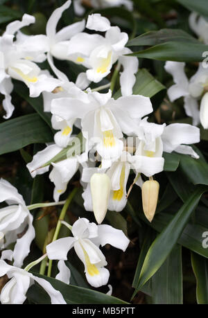 Coelogyne cristata var. lemoniana flowers growing in a protected environment. Stock Photo
