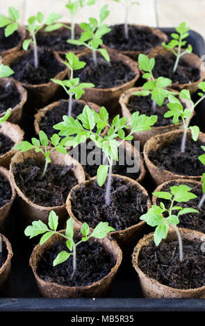 Lycopersicon esculentum. Tray of Tomato seedlings. Stock Photo