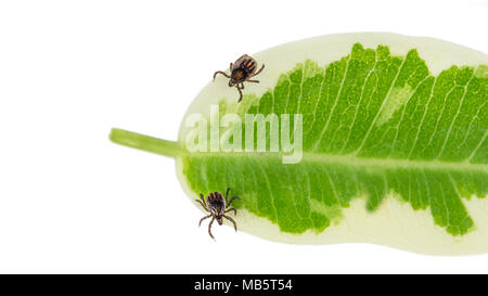 Two castor bean ticks on a green leaf. Ixodes ricinus. Dangerous parasitic mites with strips and red spot. It transmits encephalitis and Lyme disease. Stock Photo