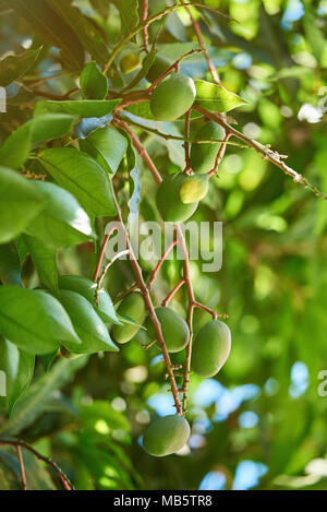 Clean green mangoes fruits hang on colorful tree branch on sunny light background Stock Photo