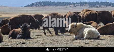 A white buffalo or bison, thought to be sacred to many Native American Indian tribes, sits with his herd near Hartsel, Colorado. Stock Photo