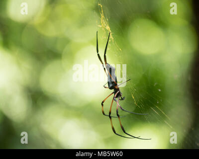 Side angle and visible fangs of a Golden orb-weaver spider on a web in the Seychelles Stock Photo