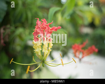 Red and yellow fire lily growing in the Seychelles Stock Photo
