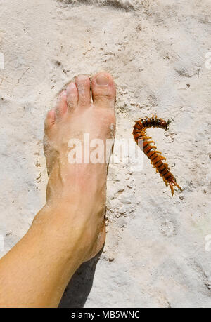 Peruvian giant yellow-leg centipede, or or Amazonian giant centipede, Scolopendra gigantea, compared to a man's foot size 10.5 US, or 43 EU, or 10 UK. Stock Photo