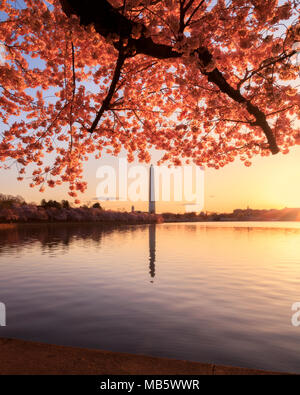 Sunrise at the tidal basin during the cherry blossom bloom Stock Photo