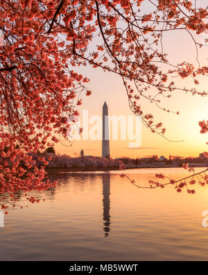 Sunrise at the tidal basin during the cherry blossom bloom Stock Photo